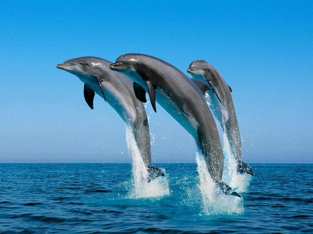 I Delfini Sinonimo Di Mare Pulito